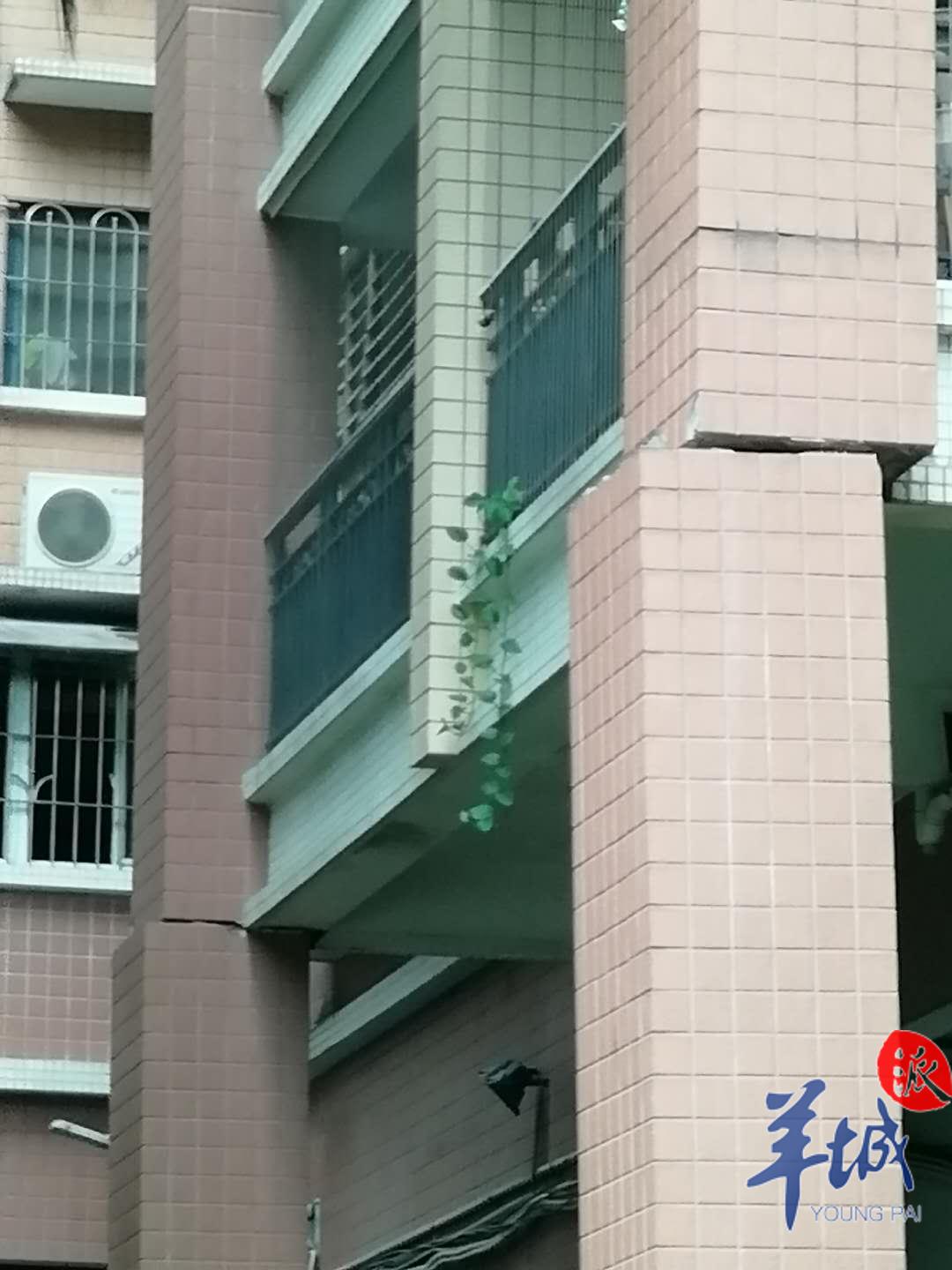 |广州一住宅楼1层柱子断裂4年未处理,物业:原因不明,非承重柱