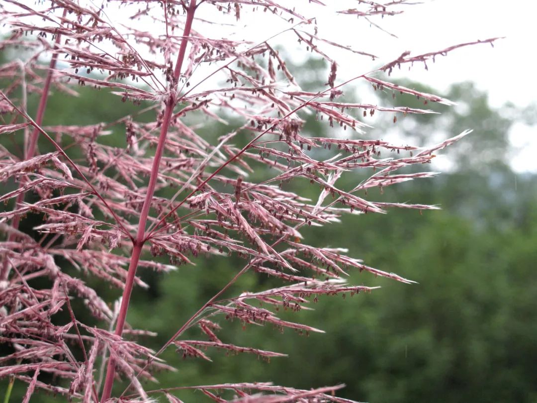 斑茅—别样的"粉黛乱子草"