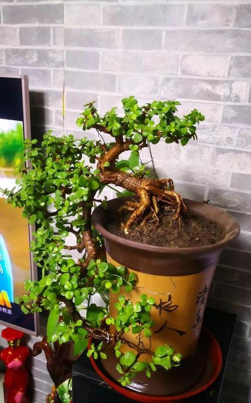 适合家里养的"健康花",干净健康,还吉祥,格调高雅有品味