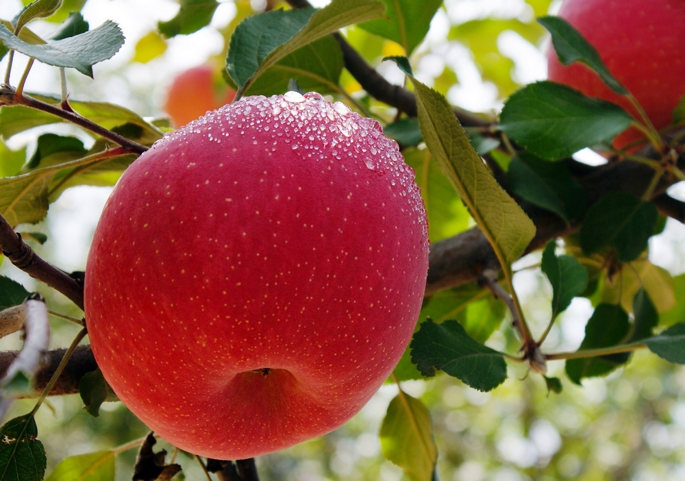 全中国哪里的苹果最好吃?请认清这5个产地,甜美清脆,果中珍品