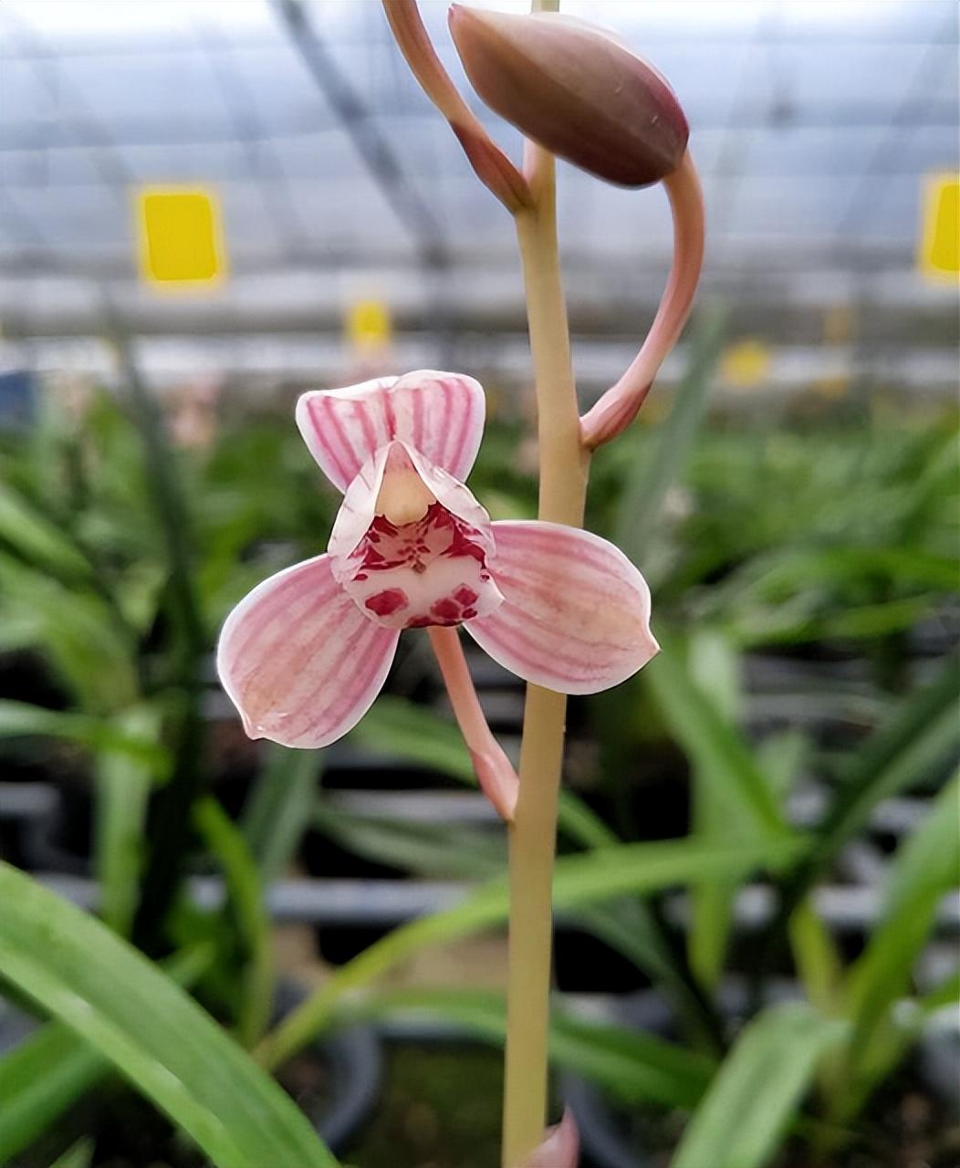 东方红荷兰花花期图片