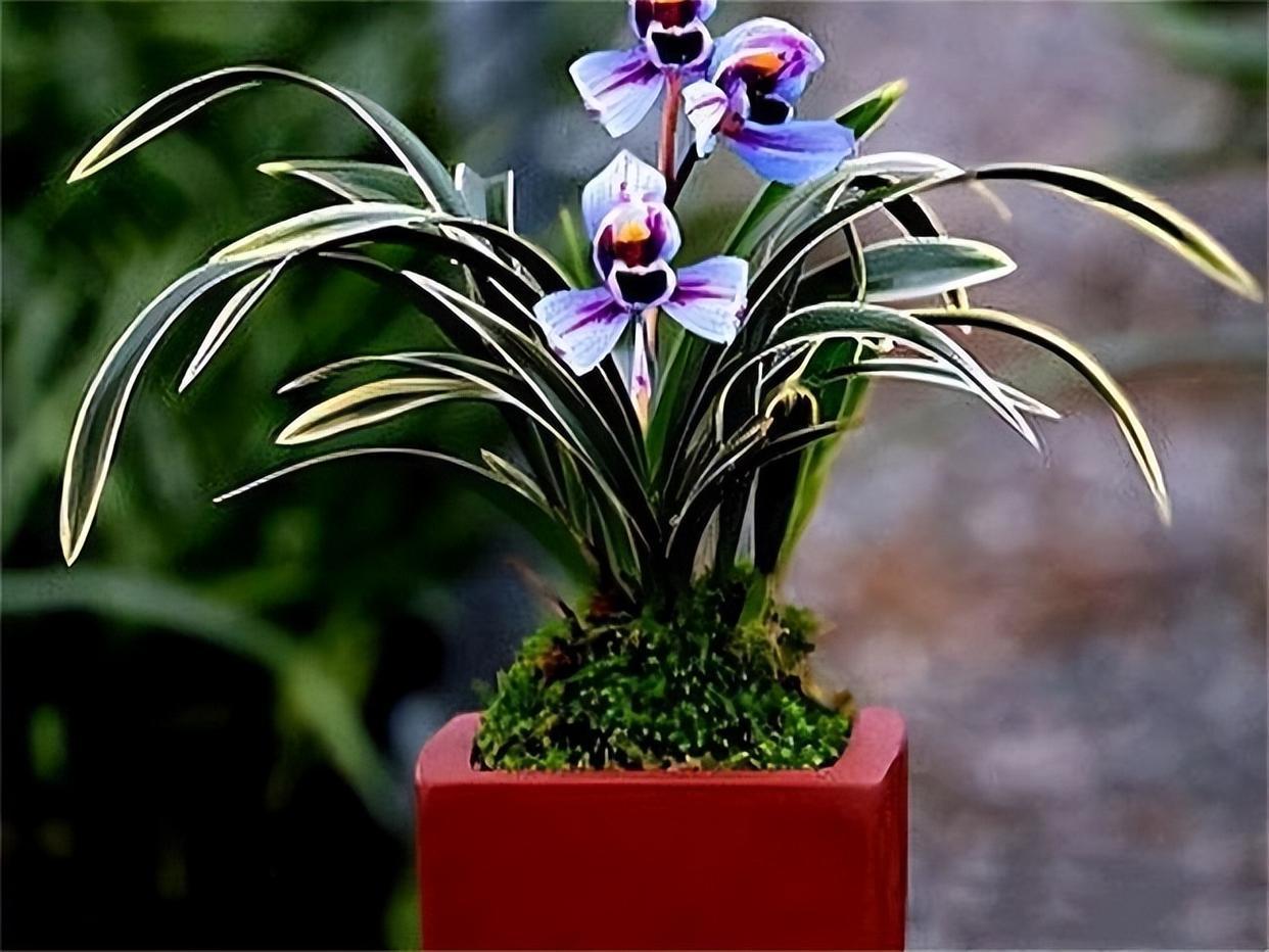 建兰名品"紫月荷",香气比香水好闻,又美又仙,让人过目难忘