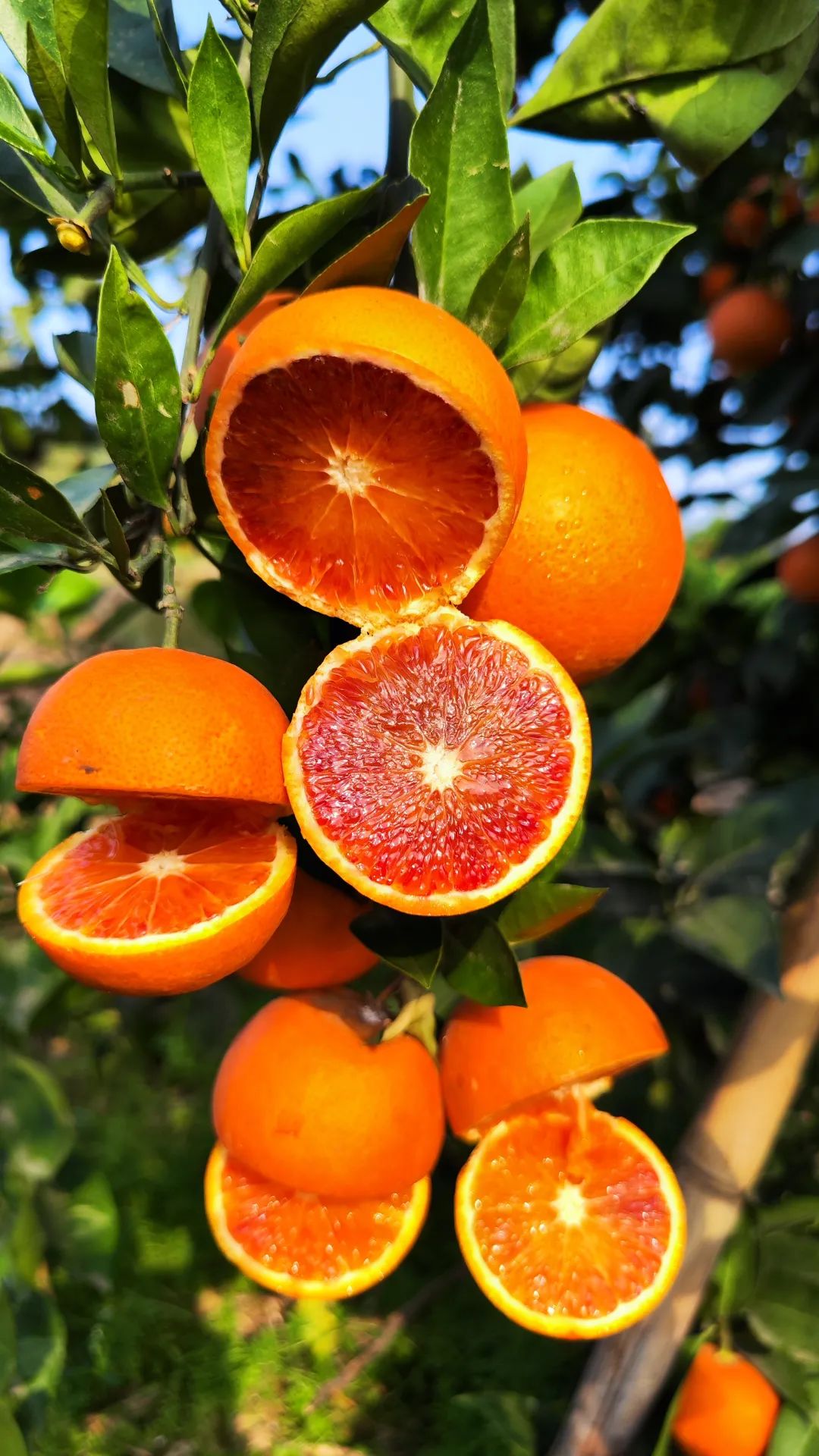 辰颐物语:一颗在树上自然"充血"晚熟的血橙