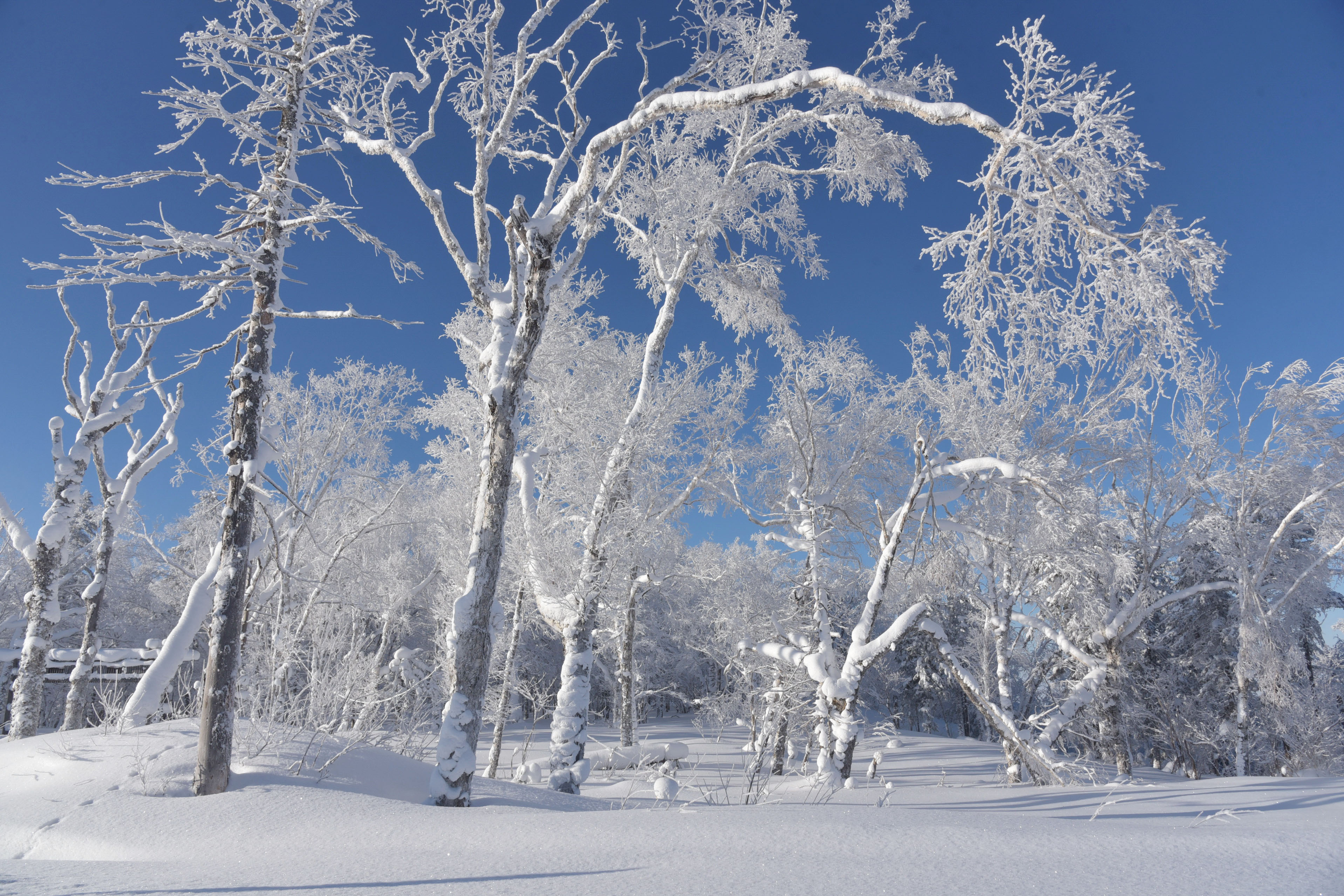 雪乡国家森林公园冬日美景