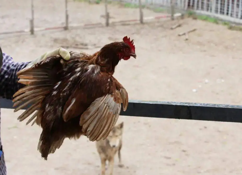 听完王庆的描述,杨杰感觉很诧异,这根本不是他认识的那个乖乖的黄金蟒