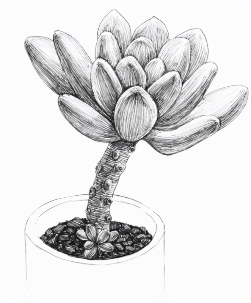 钢笔针管笔画一盆多肉植物 分解图如下