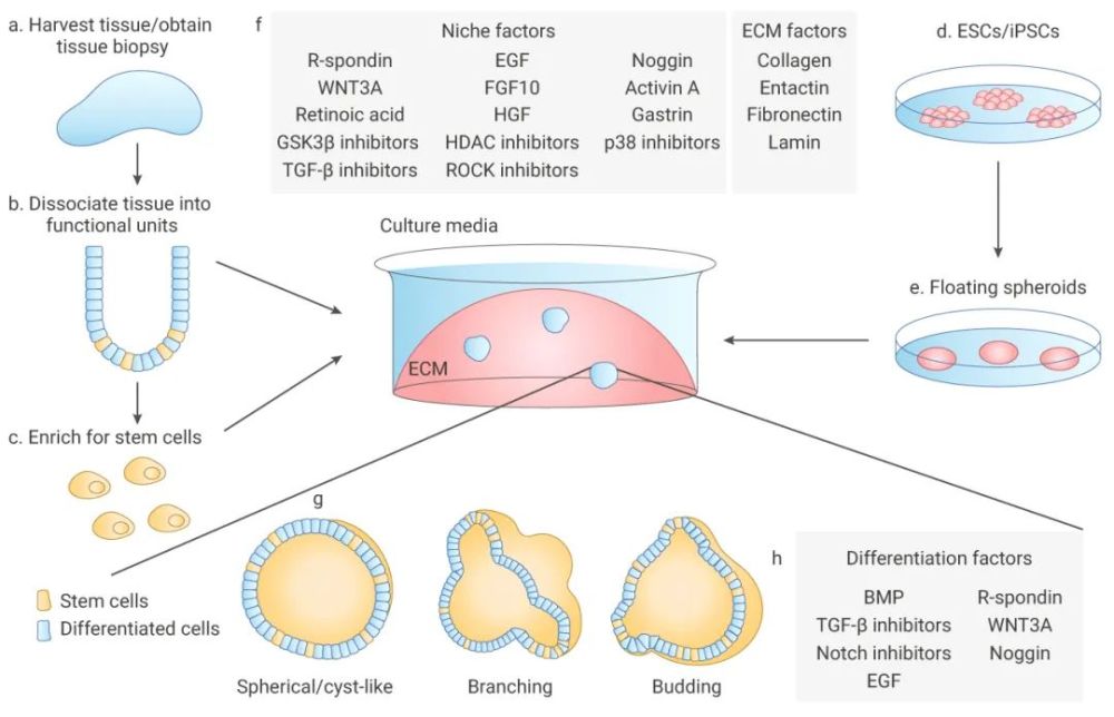 类器官从2d到3d的进阶