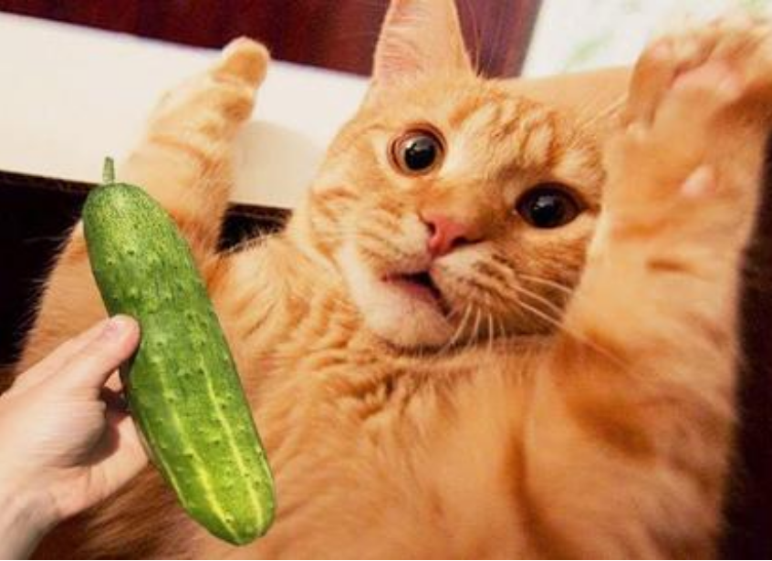 猫咪怕黄瓜的几大原因,看完你就赶紧抱抱它吧!