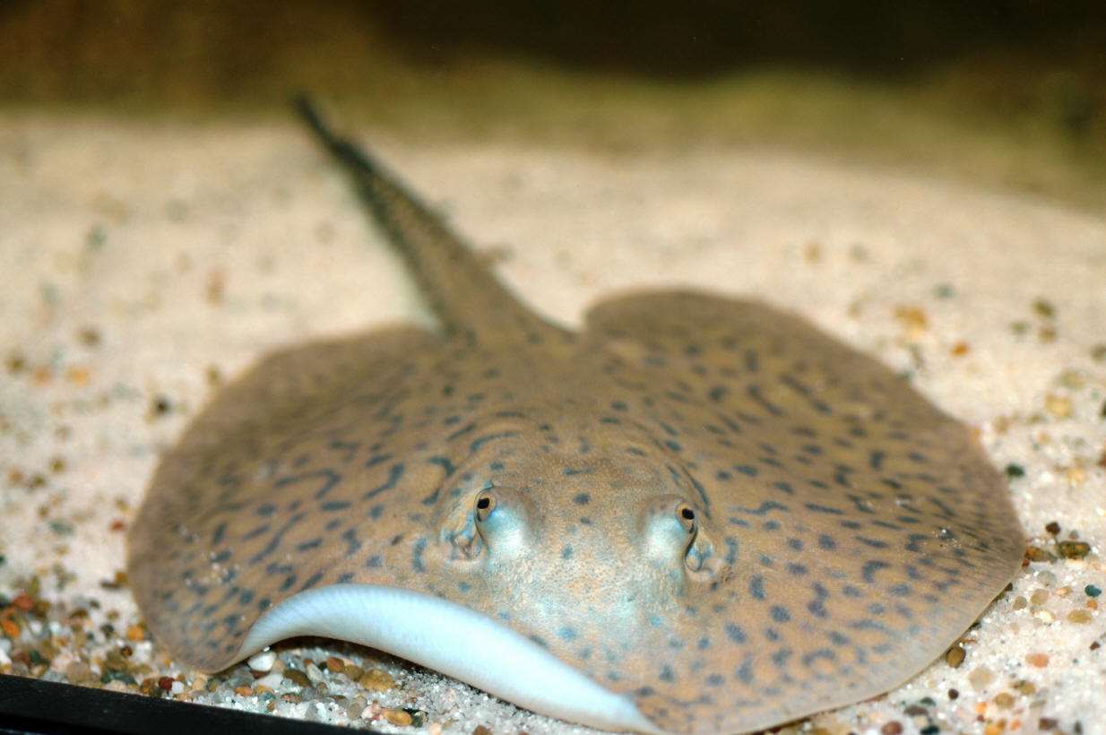 传说西双版纳河里的"吸血毯",把人拖下水吸干血,是何种怪物?