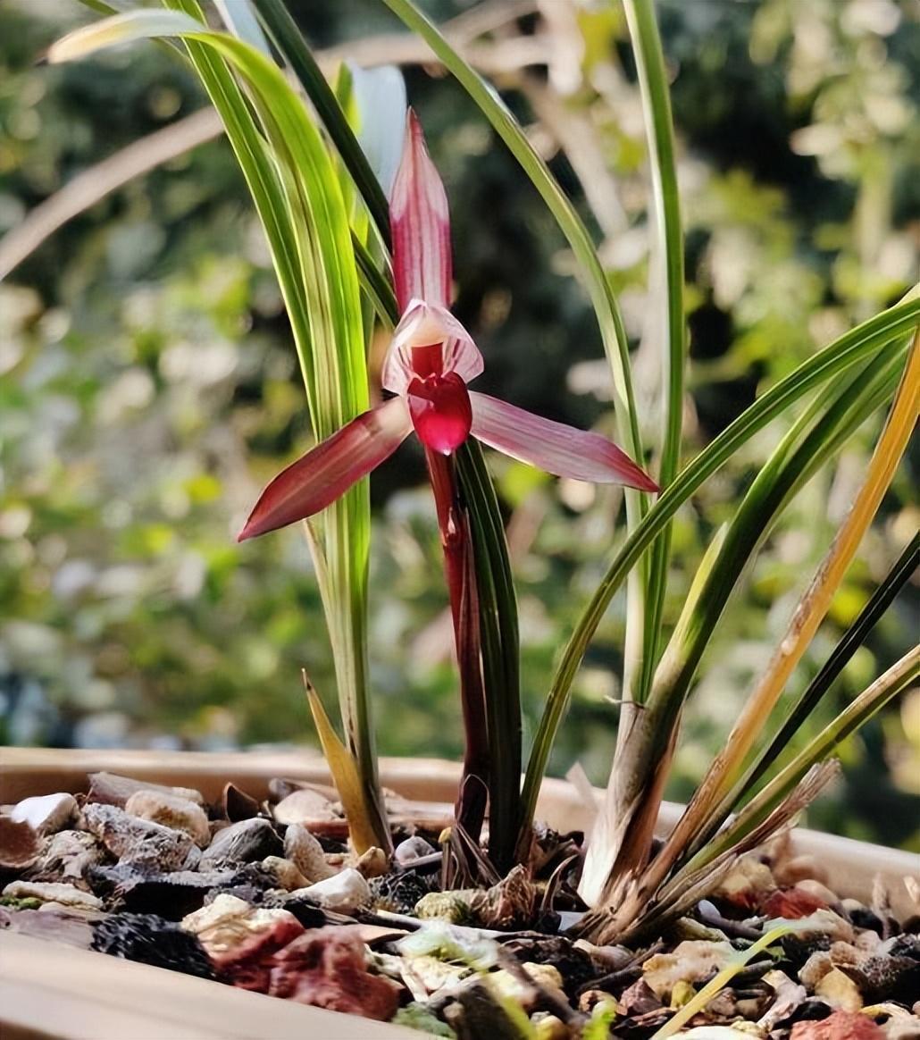 云南兰花的"名片"滇红素,顶级红素,兰香四溢,新手也能养的好