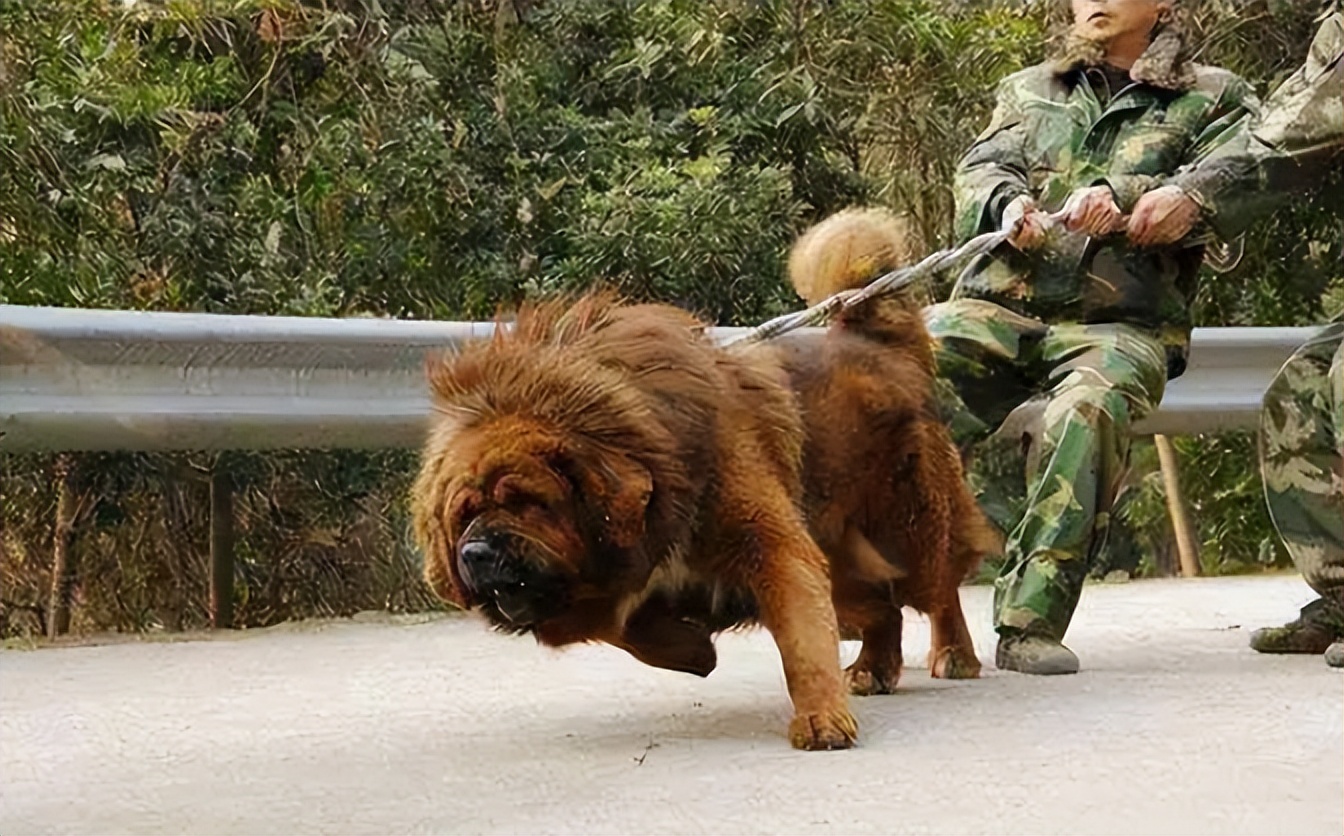 2014年藏獒事件原型图片