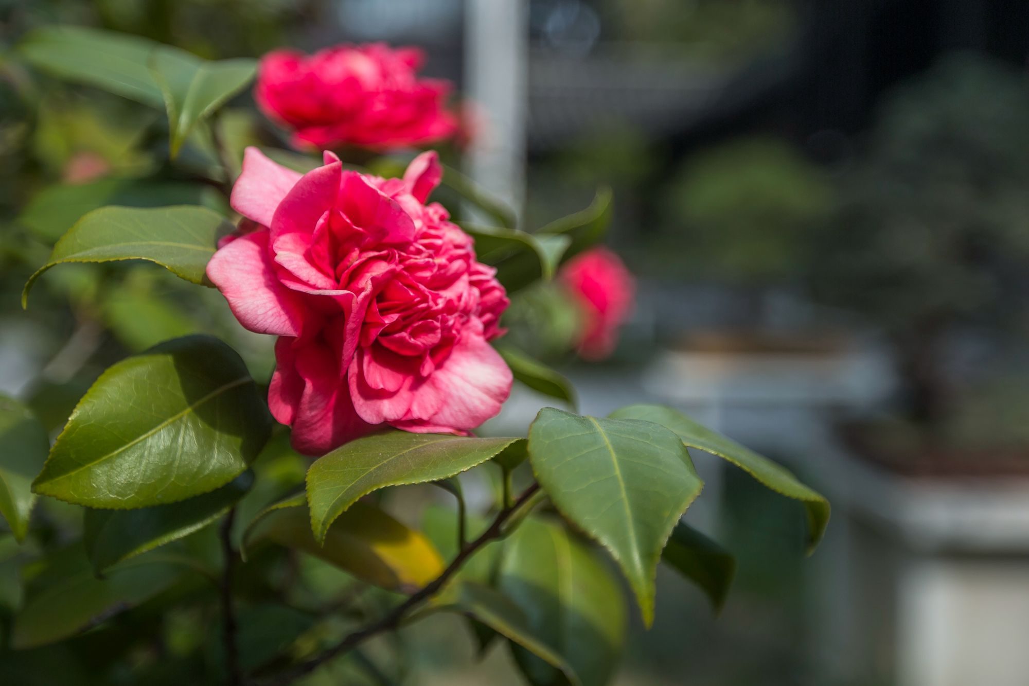 扬州琼花观图片