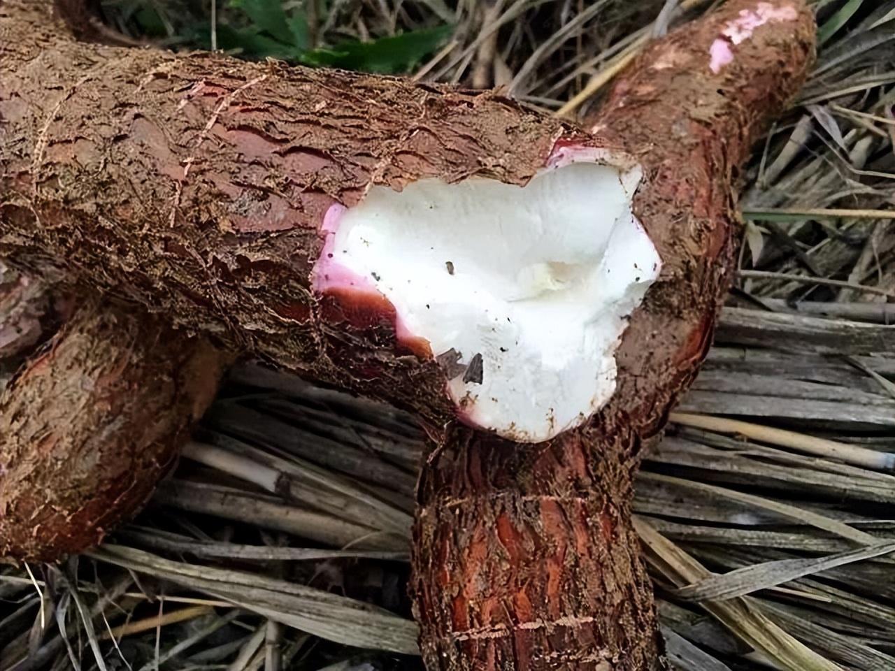 其實木薯的原產地是在美洲熱帶區域,像我們都熟知的地區如巴西,墨西哥