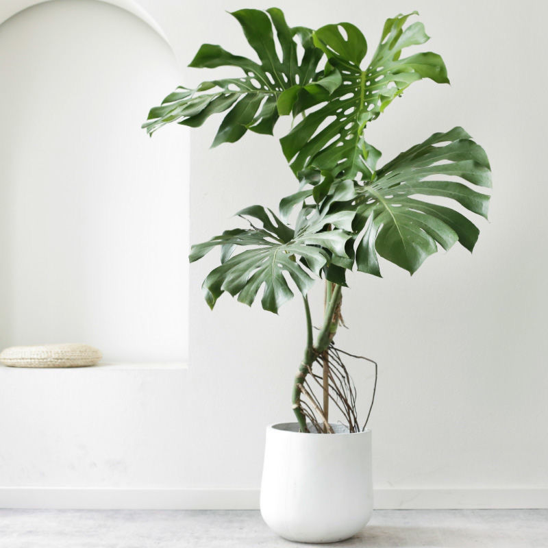 10种净化空气植物,可以美化环境,有效地净化空气,带来健康舒适