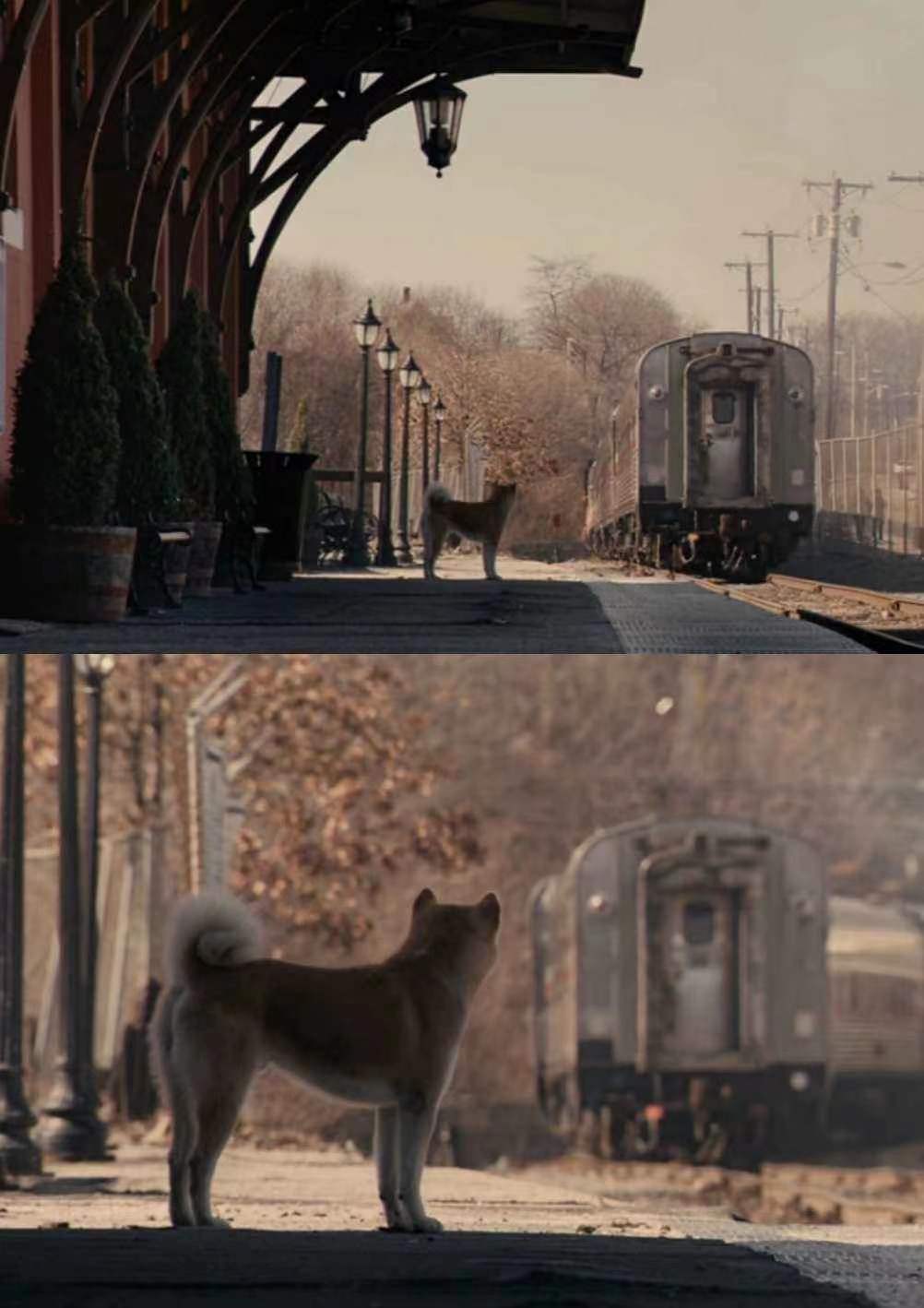 《忠犬八公》它只是你的一条狗,但你却是它的一生!