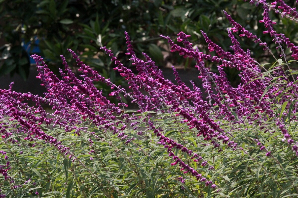 江苏南通,一片鼠尾草花海静静地盛开,迎来了一年中最美的观赏期