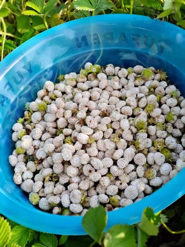 云南女子上山摘萢收获满满 美味野果令人垂涎欲尝