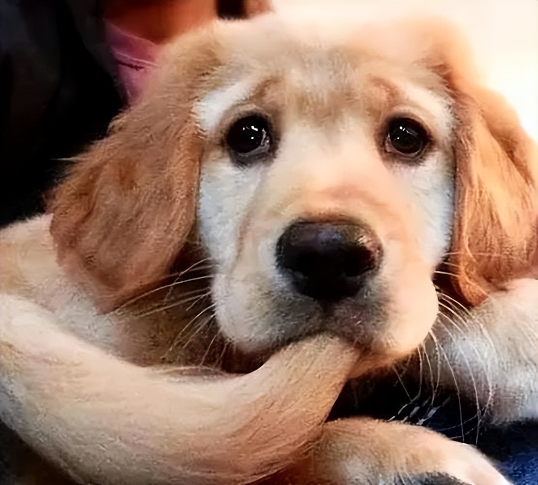 狗狗这6种撒娇方式,如果你都见过,说明它很爱你