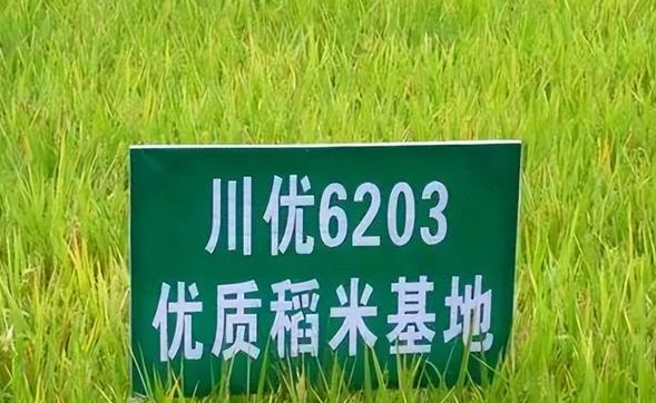 优质稻品种川优6203,米质好,产量高,让蜀中无好米成为过去时