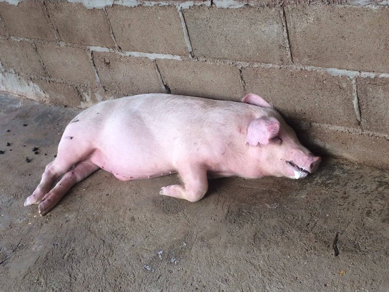 仔猪便秘怎么办快速解决?仔猪便秘不吃食怎么办?赶紧收藏学习!