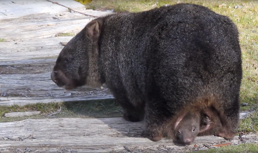 有着可爱的外表,却靠立方体的粪便被人注意,袋熊有多神奇