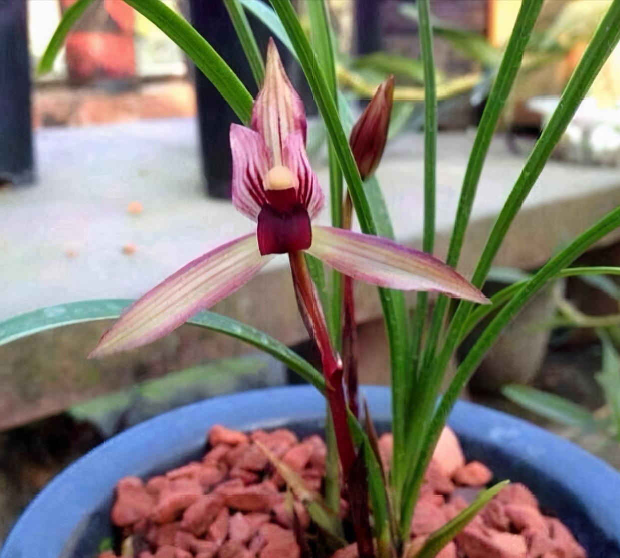 春兰红素经典"滇红素",红花绿叶,花香扑鼻,宛如紫红绸缎一般