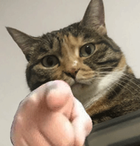 动物用手指人的表情包图片