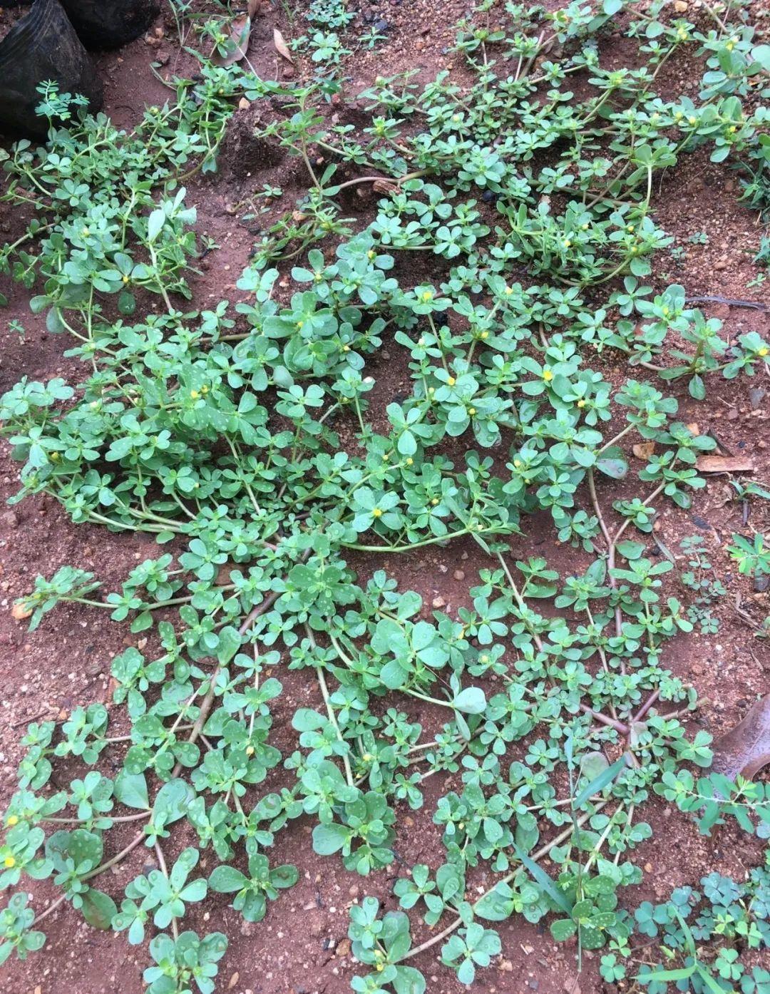 7月野菜金不换,2块钱一捆,凉拌吃格外香!