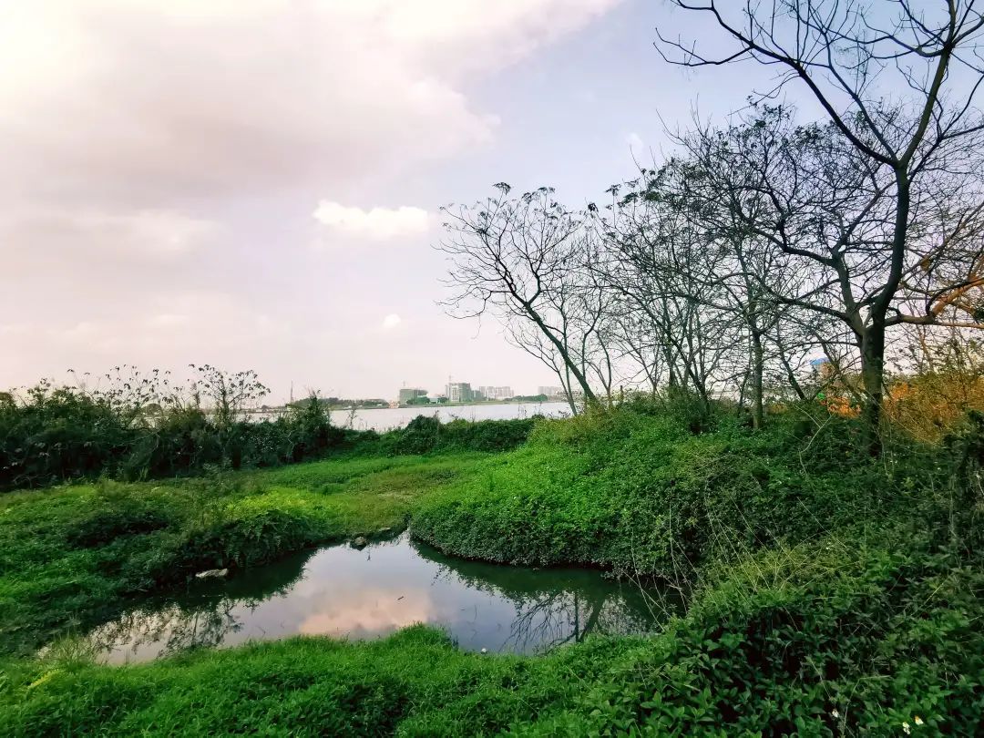 探秘凤凰湾网红打卡点—容桂海滩