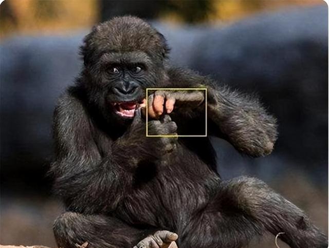 黑猩猩睾丸生理图片