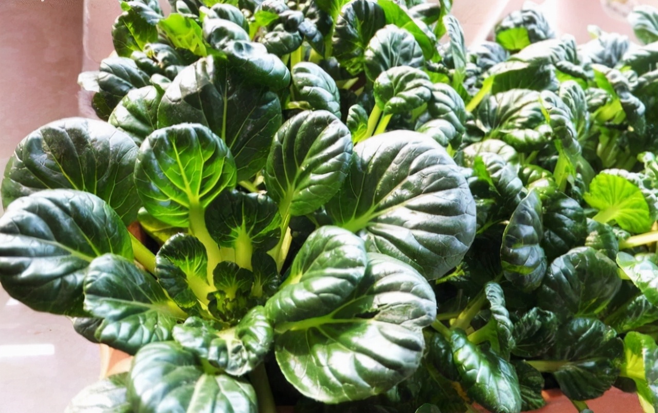 6种"大叶菜",天生不怕冷,阳台种一些,能吃一个冬天