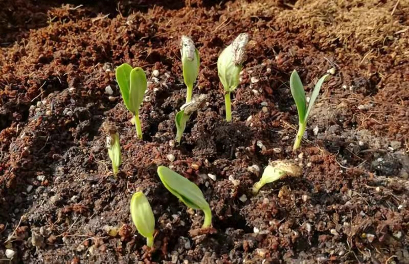 盆栽葫芦种植方法图片