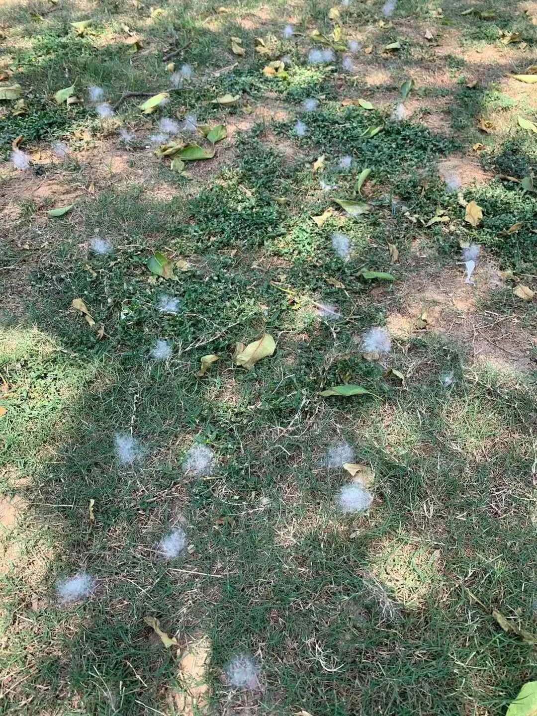 木棉花絮飘的图片图片