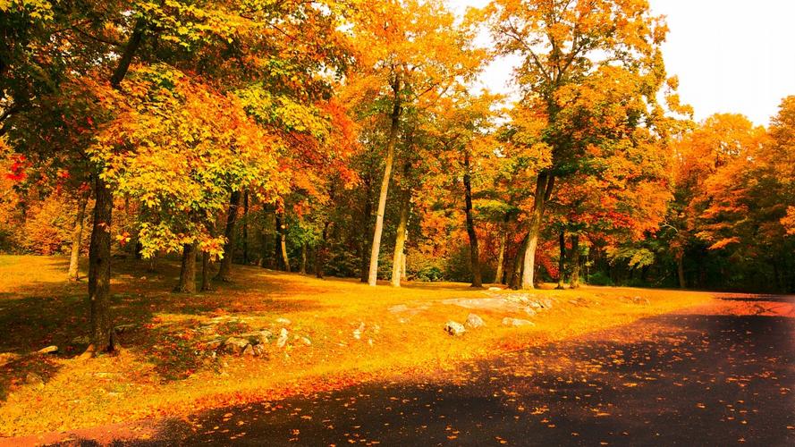 全集版《花开有时君且惜花舞语君无邪》全文免费阅读