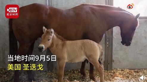 热点|全球首例！科学家用40年前冷冻基因，克隆出普氏野马，网友：恐龙呢