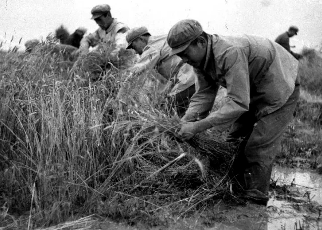 知青往事:北大荒收麦感染出血热,得知真相后,差点枪毙生产组长