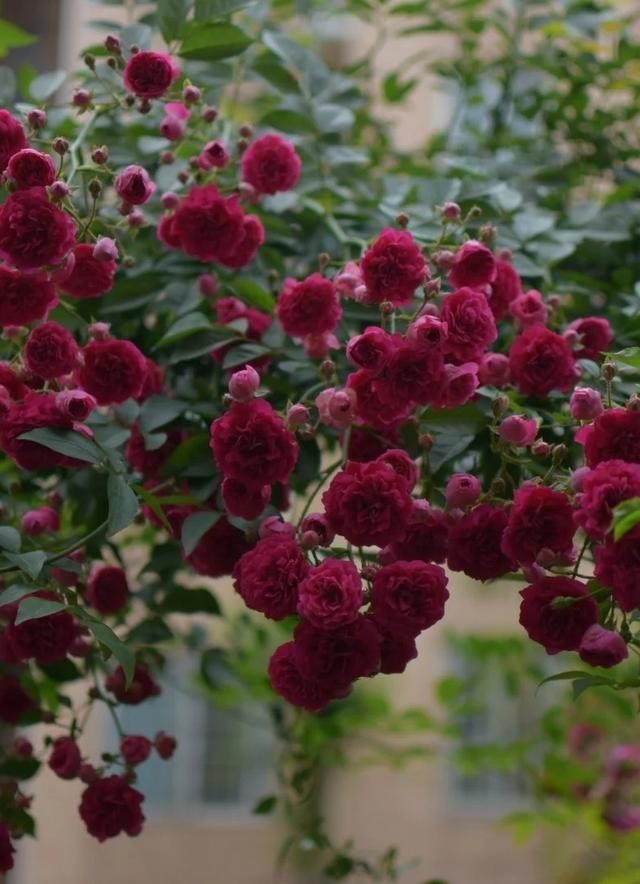 蔷薇属红木香图片