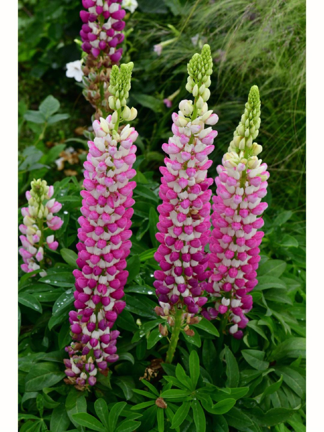 多叶羽扇豆怎么养?盆栽多叶羽扇豆的养殖方法和注意事项!