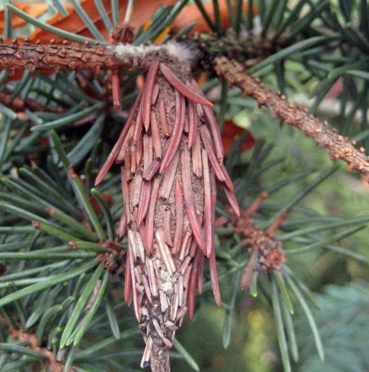 会建房子的神奇昆虫——蓑衣虫