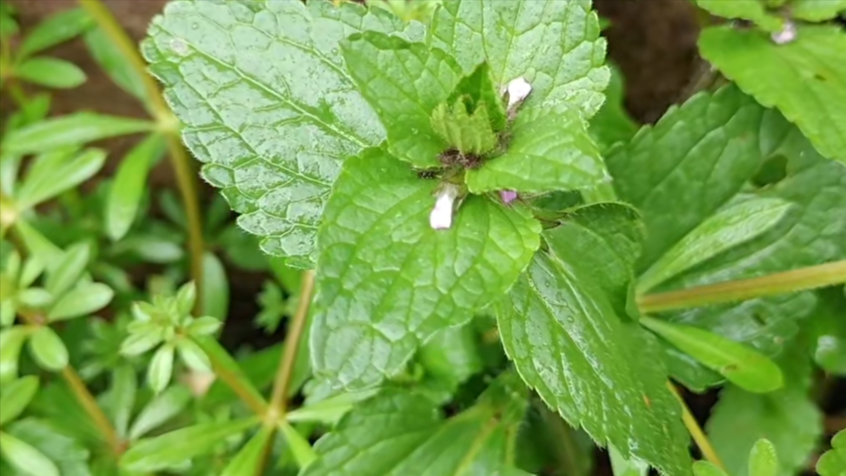 菜园常见植物小败火草,没想到价值珍贵,很多人都不知道