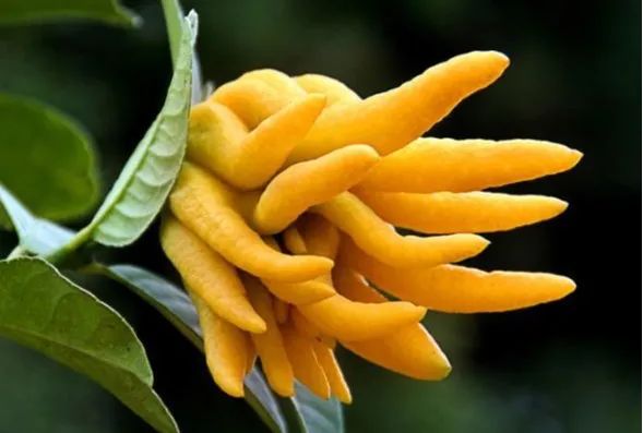 潮州三宝之——老香黄,"百年佛手,价抵黄金"