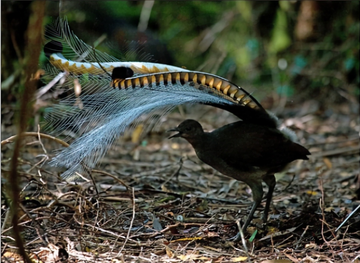 神操作!雄性琴鸟以模仿鸟群警告声来求偶!