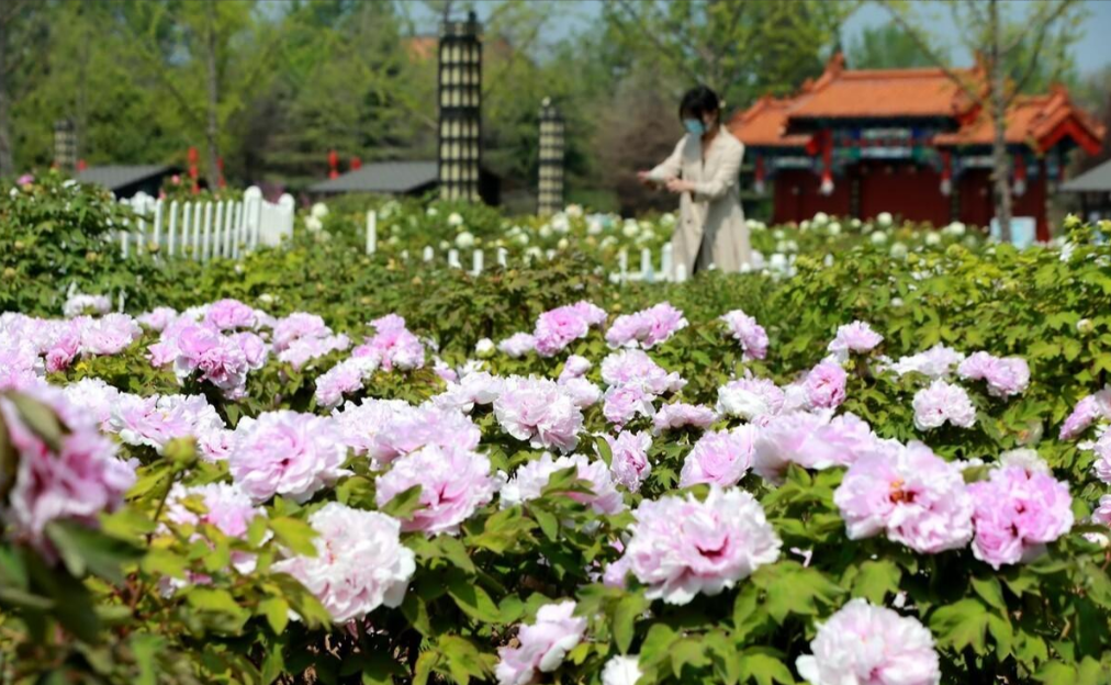 菏泽牡丹园事件的背后,谁