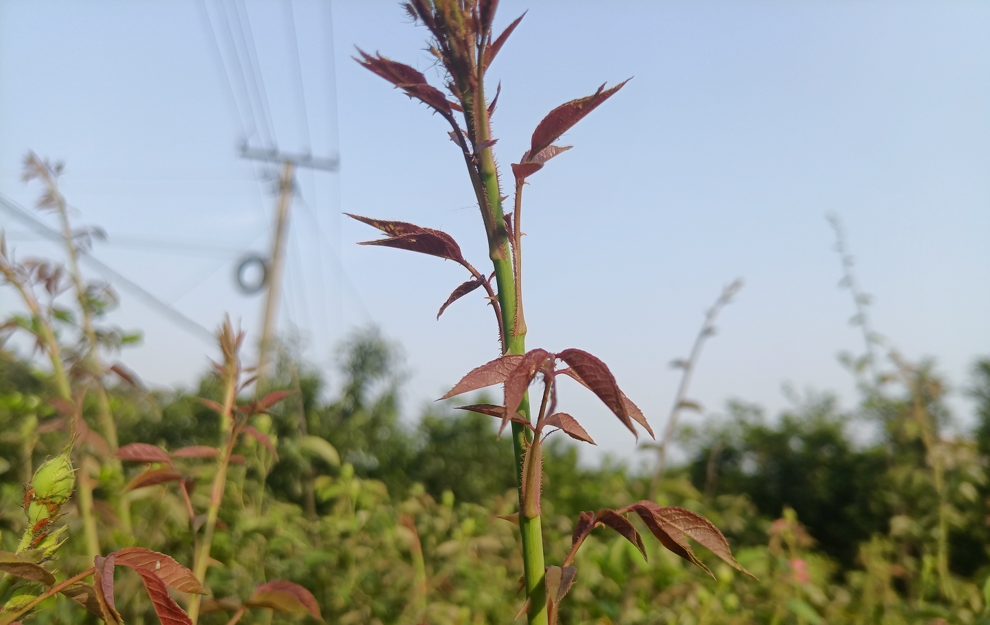 野生刺苔花图片