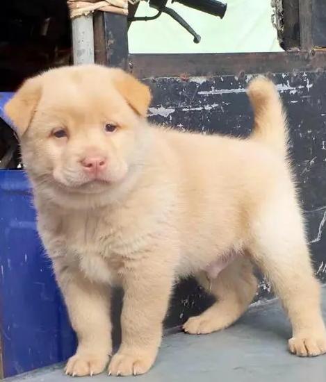 潮汕大头犬土狗图片