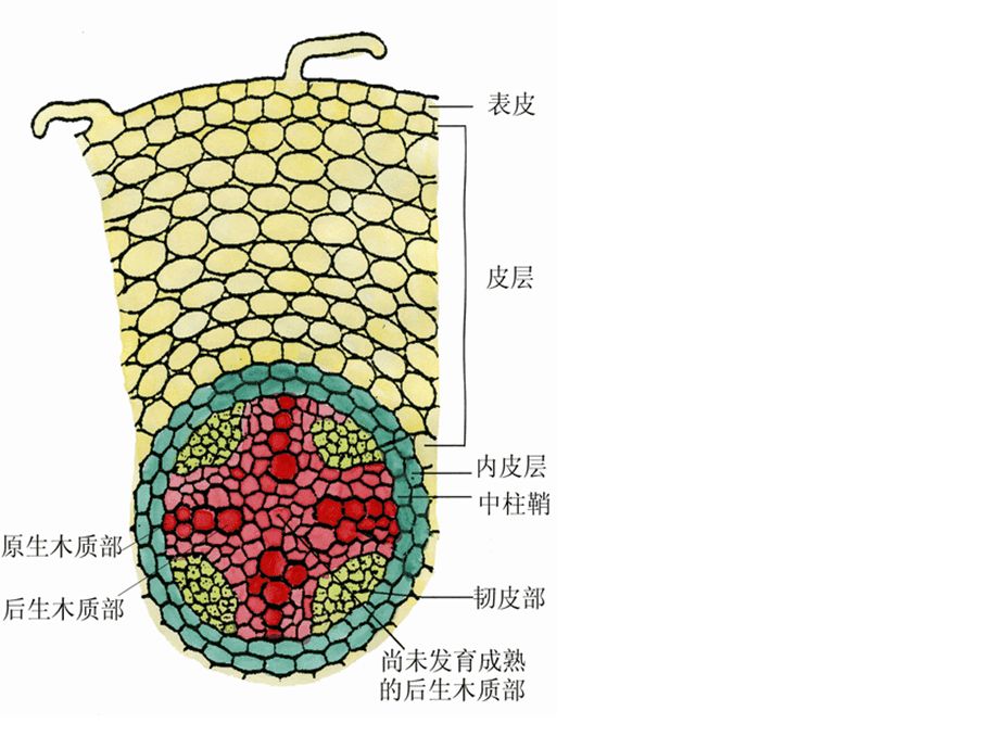 植物茎的次生结构简图图片