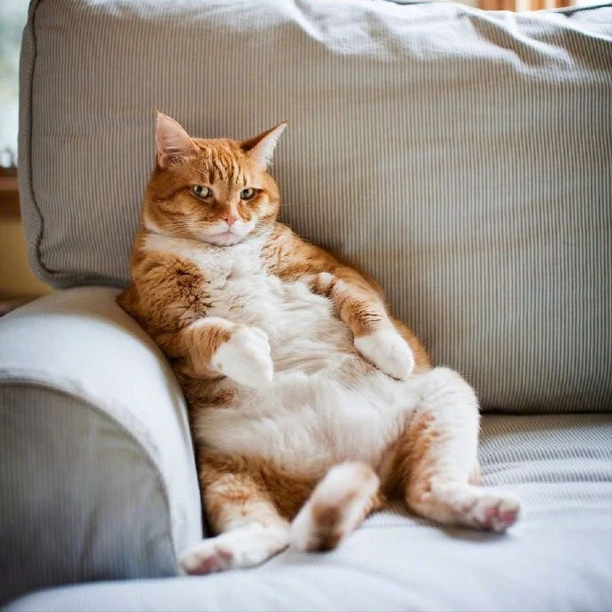 分享一组猫咪"奇葩坐姿"图片,看了让人心情大好!