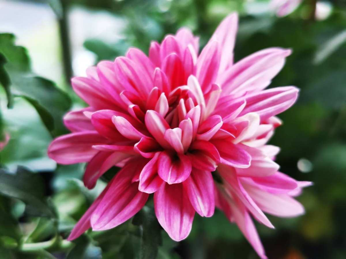 新年有新的福气花,生肖对应的花,就是你的幸运花