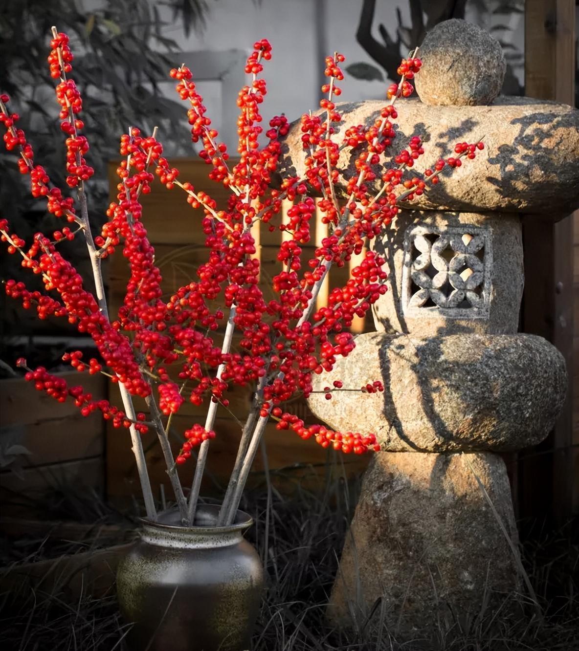 北美冬青,養護得當,紅果掛滿樹,觀賞價值高