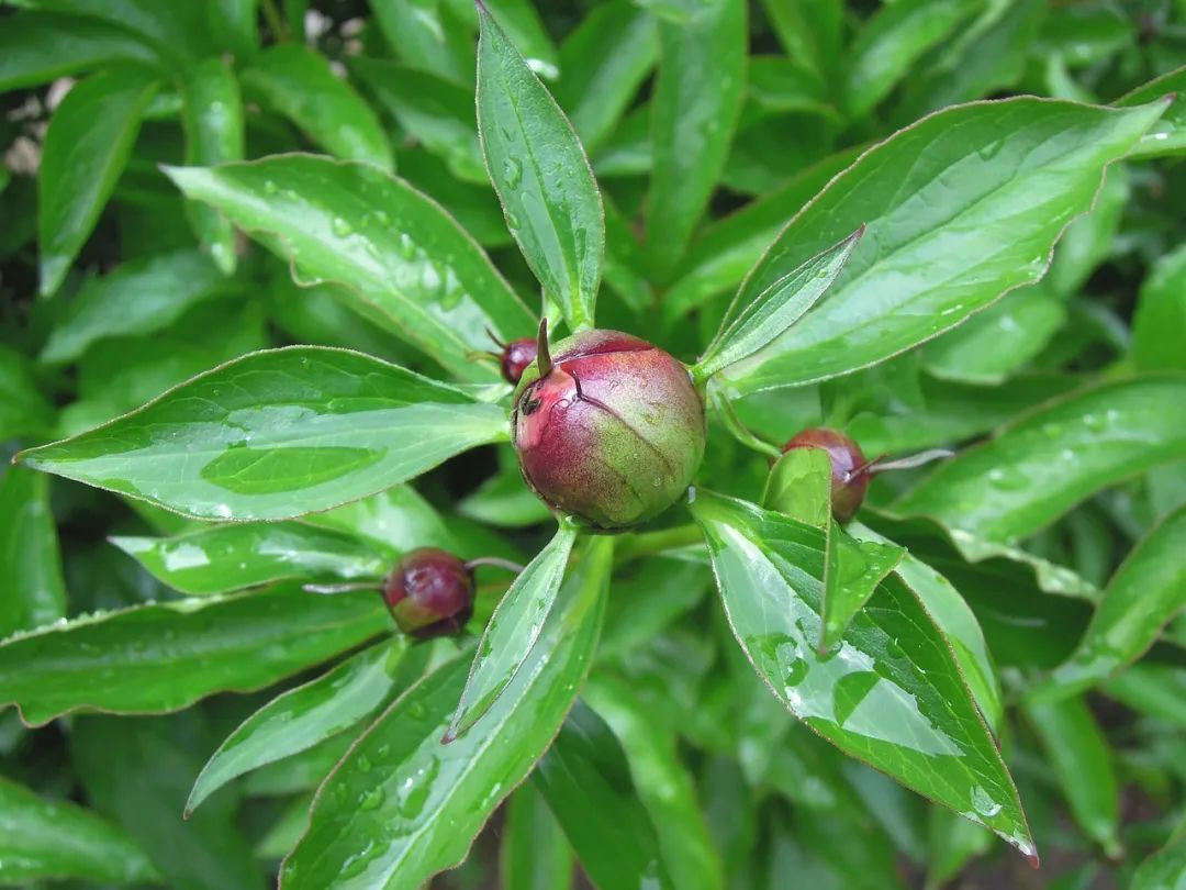 (图1牡丹) 芍药叶子不分叉,叶型瘦长,正反面均为浓绿色,并且有蜡质